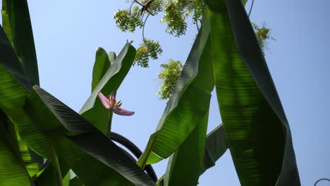 Bananenblüte-Und-Grün